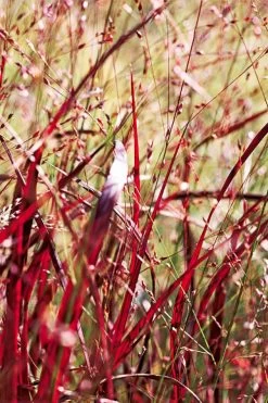 Rotstrahlbusch Red Switch Grass (Panicum Virgatum) - 8 Pack Of 1 Gallon Pots -Shrub Plant Shop panicum virgatum rotstrahlbusch switch grass 12