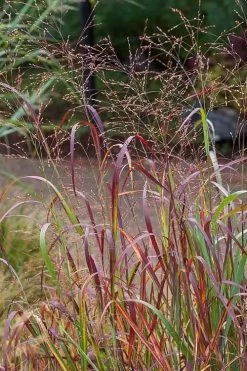 Rotstrahlbusch Red Switch Grass (Panicum Virgatum) - 8 Pack Of 1 Gallon Pots -Shrub Plant Shop panicum virgatum rotstrahlbusch switch grass 7