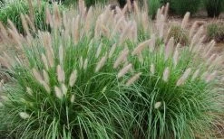 Etouffee Hardy Fountain Grass (Pennisetum Alopecuroides) - 1 Gallon Pot -Shrub Plant Shop pennisetum alopecuroides etouffee fountain grass 4
