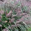 Black Fountain Grass - Pennisetum Alopecuroides 'Moudry' - 3 Gallon Pot