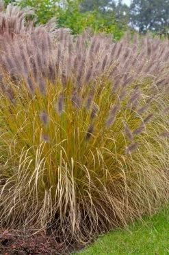 Black Fountain Grass - Pennisetum Alopecuroides 'Moudry' - 3 Gallon Pot -Shrub Plant Shop pennisetum alopecuroides moudry black fountain grass 11