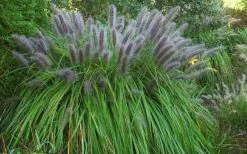 Black Fountain Grass - Pennisetum Alopecuroides 'Moudry' - 3 Gallon Pot -Shrub Plant Shop pennisetum alopecuroides moudry black fountain grass 13