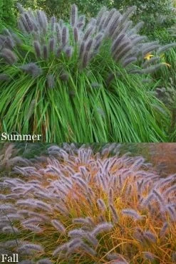 Black Fountain Grass - Pennisetum Alopecuroides 'Moudry' - 3 Gallon Pot -Shrub Plant Shop pennisetum alopecuroides moudry black fountain grass 15