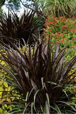 First Knight Fountain Grass (Pennisetum) - 3 Gallon Pot -Shrub Plant Shop pennisetum first knight 4