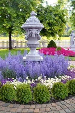 Denim N' Lace Russian Sage (Perovskia) - 1 Gallon Pot