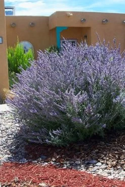 Russian Sage (Perovskia Atriplicifolia) - 1 Gallon Pot -Shrub Plant Shop perovskia atriplicifolia russian sage 1