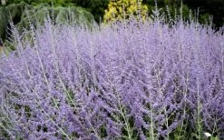 Russian Sage (Perovskia Atriplicifolia) - 1 Gallon Pot -Shrub Plant Shop perovskia atriplicifolia russian sage 3