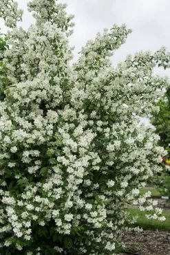 Blizzard Mock Orange (Philadelphus) - 5 Gallon Pot -Shrub Plant Shop philadelphus lewisii blizzard mock orange 2