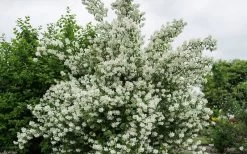 Blizzard Mock Orange (Philadelphus) - 5 Gallon Pot -Shrub Plant Shop philadelphus lewisii blizzard mock orange 3