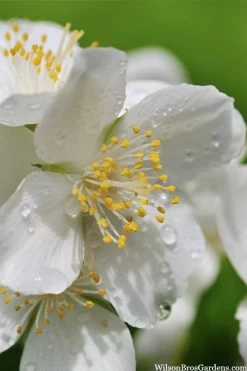 Blizzard Mock Orange (Philadelphus) - 5 Gallon Pot -Shrub Plant Shop philadelphus lewisii blizzard mock orange 6