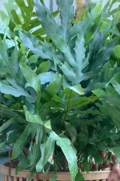 Blue Star Fern - 1 Gallon Pot -Shrub Plant Shop phlebodium aureum blue star fern 1
