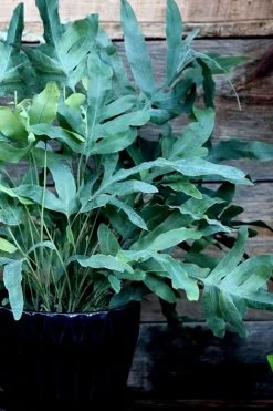 Blue Star Fern - 1 Gallon Pot