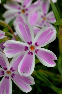 Candy Stripe Creeping Phlox - 5 Pack Of Quart Pots -Shrub Plant Shop phlox subulata candy stripe creeping 21