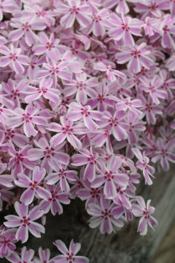 Candy Stripe Creeping Phlox - 5 Pack Of Quart Pots -Shrub Plant Shop phlox subulata candy stripe creeping 27