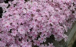 Candy Stripe Creeping Phlox - 5 Pack Of Quart Pots -Shrub Plant Shop phlox subulata candy stripe creeping 29