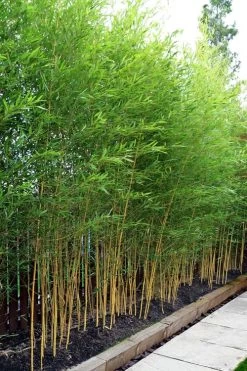 Koi Golden Bamboo (Phyllostachys Aurea 'Koi') - 3 Gallon Pot (4-6'+) 9 Koi Golden Bamboo (Phyllostachys Aurea 'Koi') - 3 Gallon Pot (4-6'+) -Shrub Plant Shop phyllostachys aurea koi golden bamboo 100