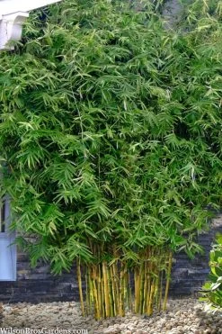 Koi Golden Bamboo (Phyllostachys Aurea 'Koi') - 3 Gallon Pot (4-6'+) 8 Koi Golden Bamboo (Phyllostachys Aurea 'Koi') - 3 Gallon Pot (4-6'+) -Shrub Plant Shop phyllostachys aurea koi golden bamboo 101