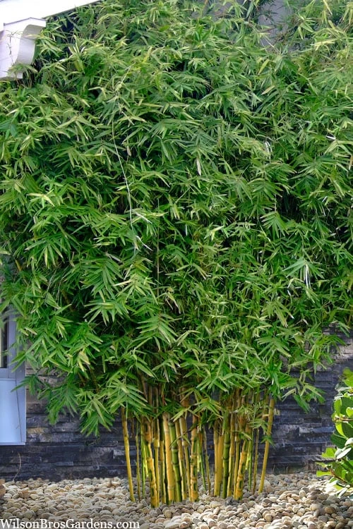 Koi Golden Bamboo (Phyllostachys Aurea 'Koi') - 3 Gallon Pot (4-6'+) 4 Koi Golden Bamboo (Phyllostachys Aurea 'Koi') - 3 Gallon Pot (4-6'+) - Image 4