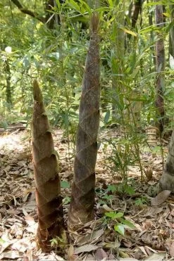 Moso Giant Bamboo (Phyllostachys Edulis 'Moso') - 3 Gallon Pot (4-6') -Shrub Plant Shop phyllostachys edulis moso giant timber bamboo 100