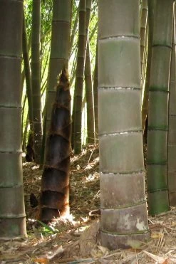 Moso Giant Bamboo (Phyllostachys Edulis 'Moso') - 3 Gallon Pot (4-6') -Shrub Plant Shop phyllostachys edulis moso giant timber bamboo 101