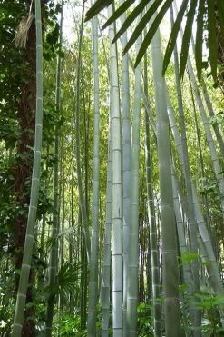 Moso Giant Bamboo (Phyllostachys Edulis 'Moso') - 3 Gallon Pot (4-6') -Shrub Plant Shop phyllostachys edulis moso giant timber bamboo 105
