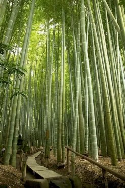 Moso Giant Bamboo (Phyllostachys Edulis 'Moso') - 3 Gallon Pot (4-6') -Shrub Plant Shop phyllostachys edulis moso giant timber bamboo 106