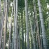 Henon Giant Gray Bamboo - Phyllostachys Nigra 'Henon' - 3 Gallon Pot (3-4')
