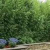 Red Margin Bamboo - Phyllostachys Rubromarginata - 3 Gallon Pot (4-6')