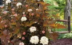 Aloutte Ninebark (Physocarpus) - 2 Gallon Pot -Shrub Plant Shop physocarpus opulifolius alouette ninebark 3