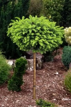 Little Gem Dwarf Norway Spruce Tree (Single Trunk) - 2 Gallon Pot -Shrub Plant Shop picea abies little gem dwarf norway spruce tree 1