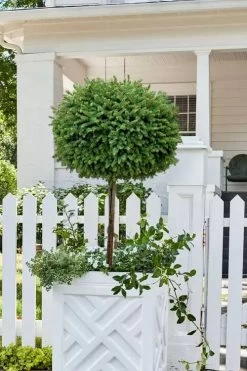 Little Gem Dwarf Norway Spruce Tree (Single Trunk) - 2 Gallon Pot -Shrub Plant Shop picea abies little gem dwarf norway spruce tree 5