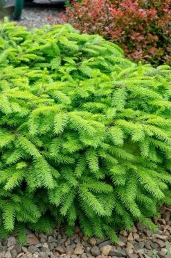 Bird's Nest Spruce (Picea Abies 'Nidiformis') - 2 Gallon Pot -Shrub Plant Shop picea abies nidiformis birds nest norway spruce 1