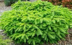 Bird's Nest Spruce (Picea Abies 'Nidiformis') - 2 Gallon Pot -Shrub Plant Shop picea abies nidiformis birds nest norway spruce 2