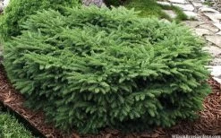 Bird's Nest Spruce (Picea Abies 'Nidiformis') - 2 Gallon Pot -Shrub Plant Shop picea abies nidiformis birds nest norway spruce 9