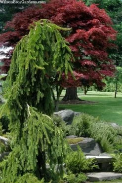Weeping Norway Spruce (Picea Abies 'Pendula') - 2 Gallon Pot -Shrub Plant Shop picea abies pendula weeping norway spruce 10