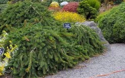 Weeping Norway Spruce (Picea Abies 'Pendula') - 5 Gallon Pot -Shrub Plant Shop picea abies pendula weeping norway spruce 6 1