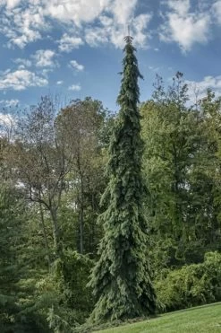 Weeping White Spruce (Picea Glauca 'Pendula') - 5 Gallon Pot -Shrub Plant Shop picea glauca pendula weeping white spruce 21