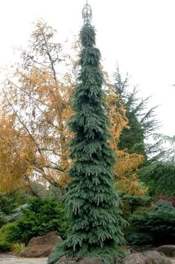 Weeping White Spruce (Picea Glauca 'Pendula') - 5 Gallon Pot -Shrub Plant Shop picea glauca pendula weeping white spruce 3