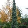 Weeping White Spruce (Picea Glauca 'Pendula') - 1 Gallon Pot