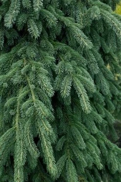 Weeping White Spruce (Picea Glauca 'Pendula') - 5 Gallon Pot -Shrub Plant Shop picea glauca pendula weeping white spruce 4