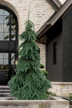 Weeping White Spruce (Picea Glauca 'Pendula') - 5 Gallon Pot -Shrub Plant Shop picea glauca pendula weeping white spruce 7