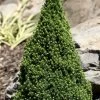 Pixie Miniature Dwarf Alberta Spruce - Quart Pot