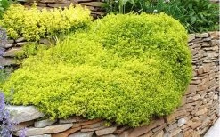Archers Gold Lemon Thyme - Thymus Citriodorus - 10 Pack Of Pint Pots -Shrub Plant Shop picture 8232 archers gold thyme