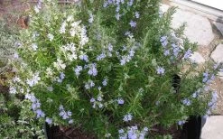Tuscan Blue Rosemary - 1 Gallon Pot 9 Tuscan Blue Rosemary - 1 Gallon Pot -Shrub Plant Shop picture 8376 tuscan blue rosemary