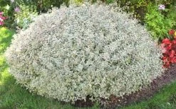 Confetti Dwarf Abelia - 3 Gallon Pot -Shrub Plant Shop picture abelia confetti