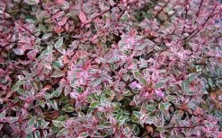 Confetti Dwarf Abelia - 3 Gallon Pot -Shrub Plant Shop picture abelia confetti pink foliage
