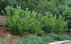 Ocala Yellow Anise (Illicium Parviflorum) - 3 Gallon Pot -Shrub Plant Shop picture aniseocala 2