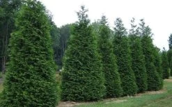 Green Giant Arborvitae - 3 Gallon Pot -Shrub Plant Shop picture arborvitae green giant 2