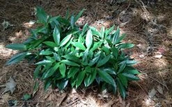 Dwarf Green Aucuba - Japanese Laurel - 1 Gallon Pot -Shrub Plant Shop picture aucuba dwarf green shrub
