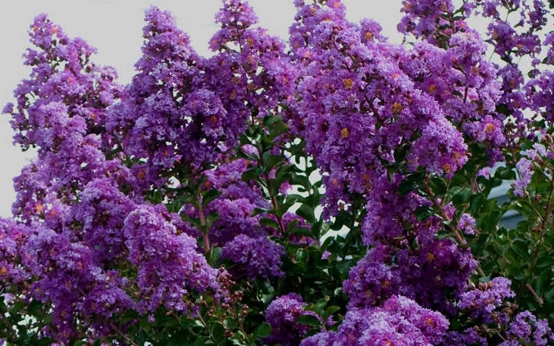 Twilight Purple Crape Myrtle - 6 Pack Of 1 Gallon Pots 7 Twilight Purple Crape Myrtle - 6 Pack Of 1 Gallon Pots - Image 7